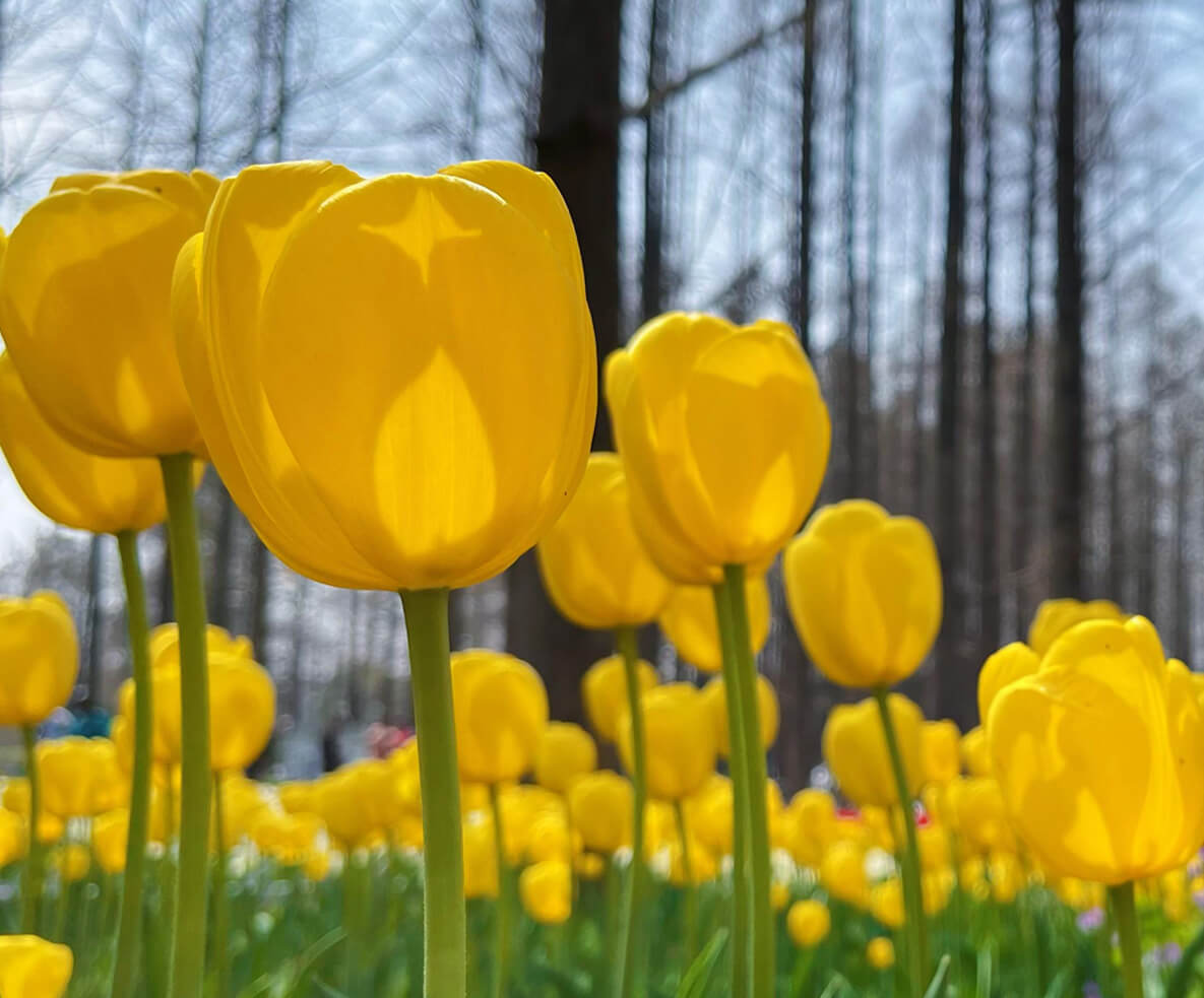 植物园的颜值担当，巧用花&ldquo;病毒&rdquo;，花色&ldquo;颜值&rdquo;高