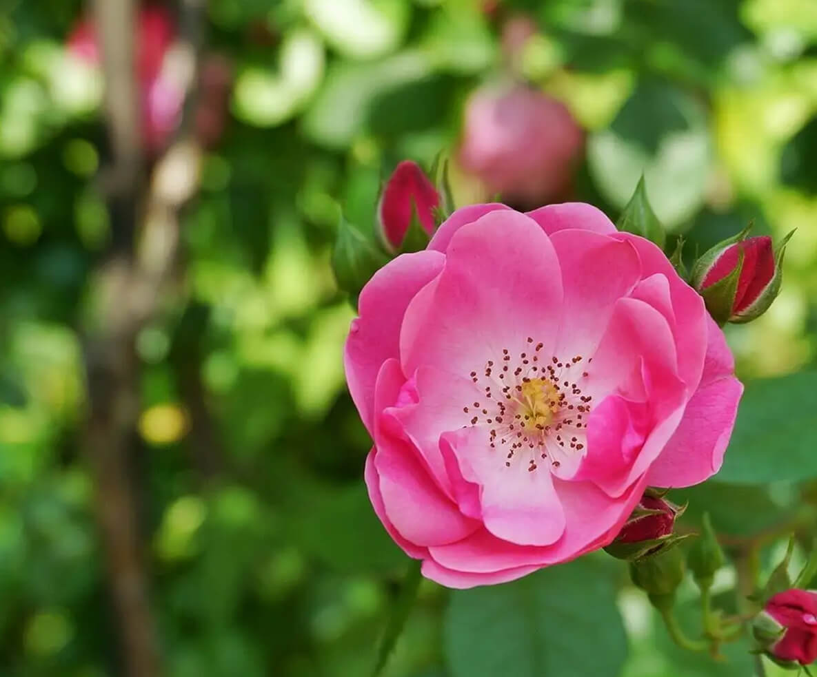 园里的&ldquo;秘密花园&rdquo; 春日里的蔷薇园，点亮你的朋友圈