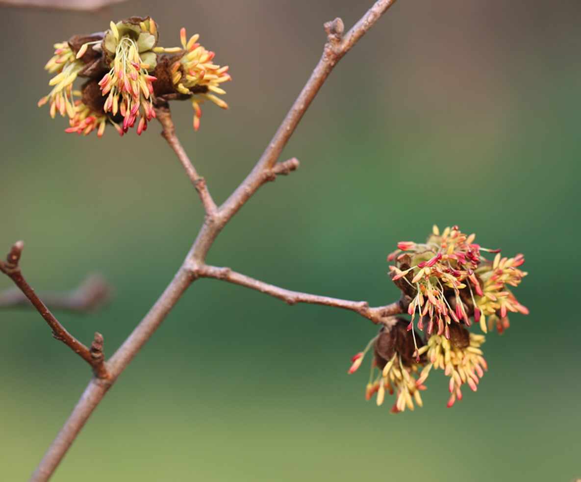 引种保育 南京&ldquo;引种保育&rdquo; 每年拯救上千濒危植物