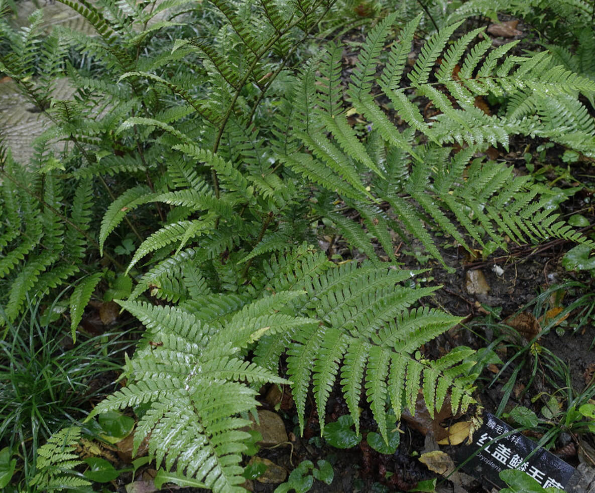 幽静静美的蕨类植物园 活化石蕨类集中亮相中山植物园