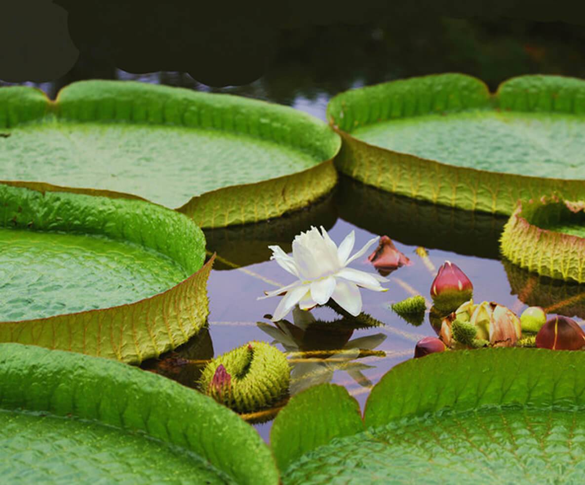 水中大力士&middot;水中&ldquo;怪咖&rdquo;在中山植物园盛开