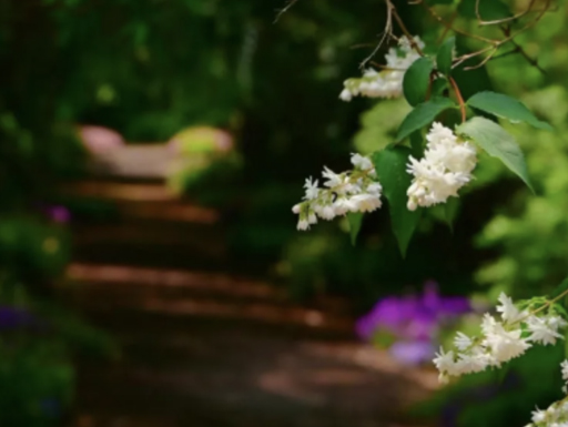 齿叶溲疏，盛花如瀑