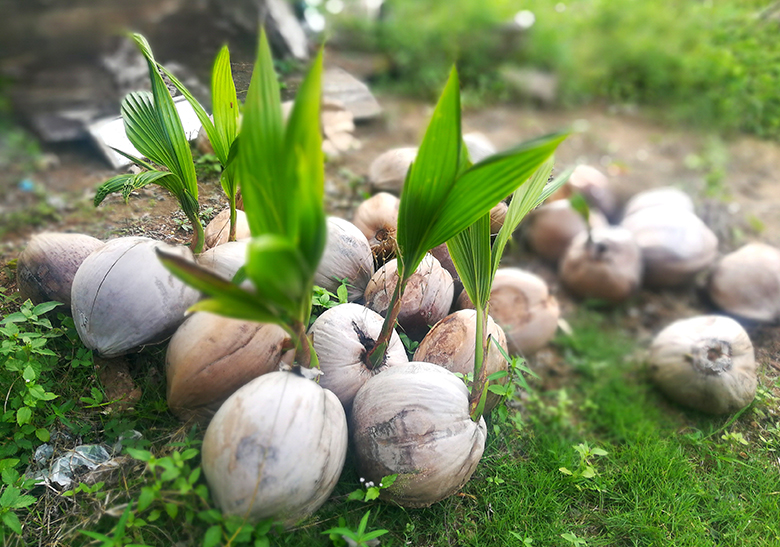 永盈彩票科研团队揭示石蒜科生物碱在石蒜-内生细菌-病原真菌互作中的生态功能