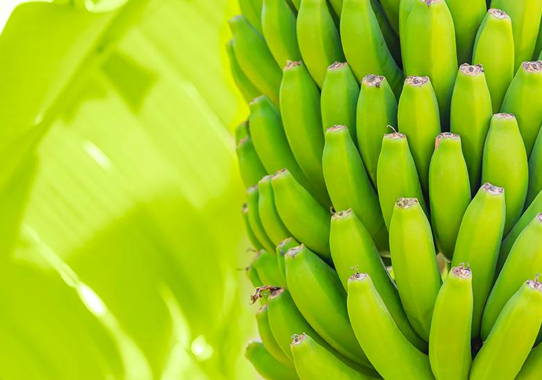 永盈彩票在香蕉植保素苯基非那烯酮生物合成研究方面取得重要研究进展