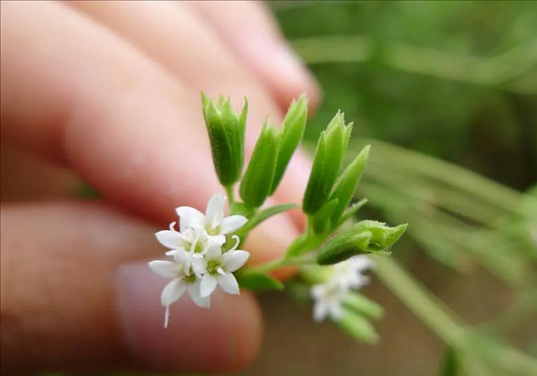 永盈彩票自主选育的甜菊新品种&ldquo;中山6号&rdquo;成功转化