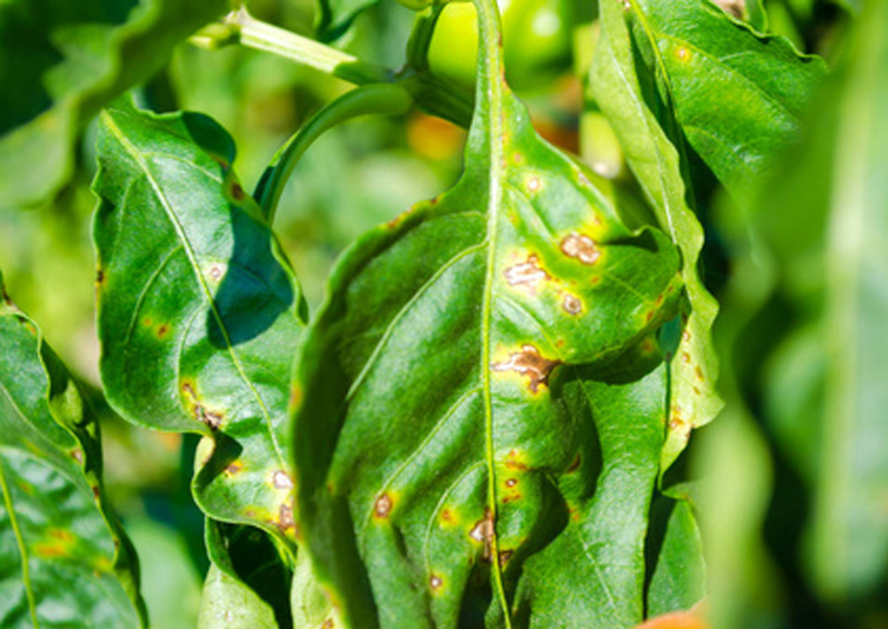 永盈彩票在芳香羧酸类化合物抗卵菌机制研究方面取得新进展