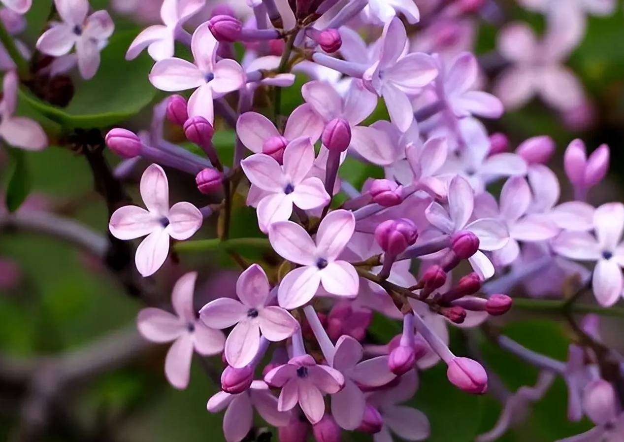 永盈彩票在续随子甲氧基丁香酚生物合成研究方面取得重要进展