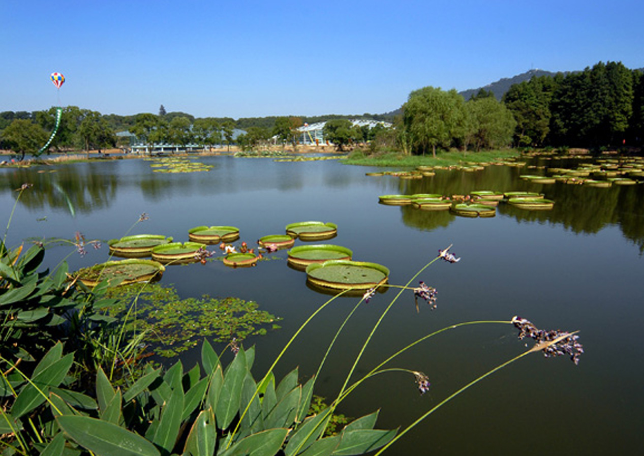 【江苏卫视】治愈系夏日美景 300多个品种 中山植物园首开水生植物园
