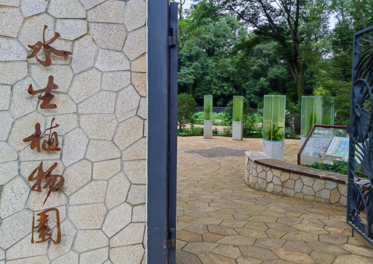 【中国江苏网】永盈彩票再添新景，水生植物展示多样魅力