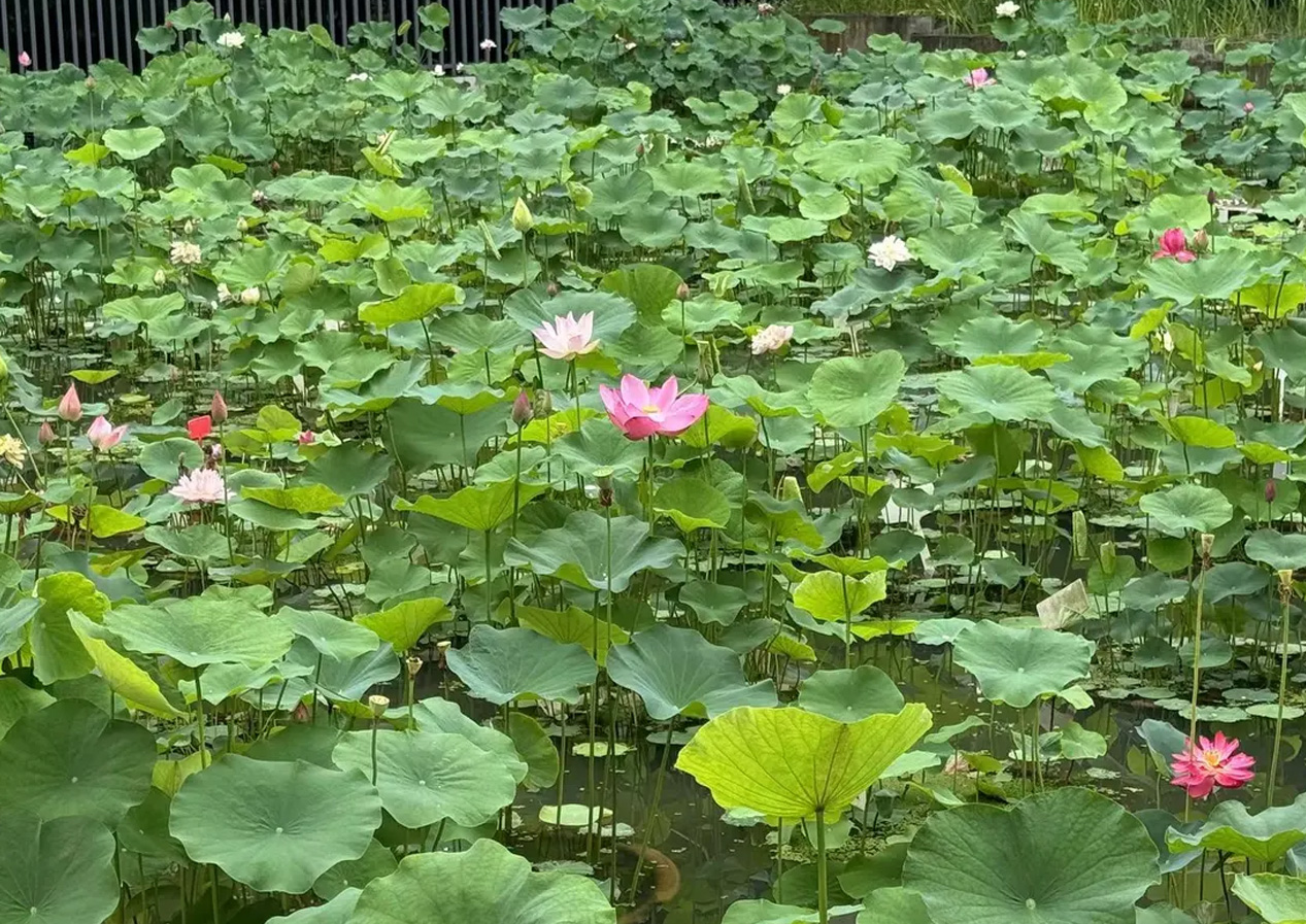 【凤凰网江苏】&ldquo;水下森林&rdquo;奇妙呈现！永盈彩票上&ldquo;新&rdquo;