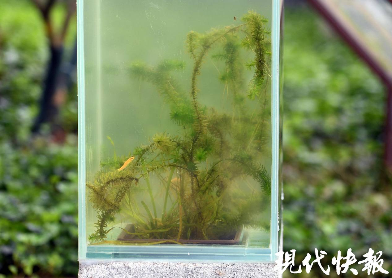 【现代快报】来赏水下森林，永盈彩票水生园建成开园