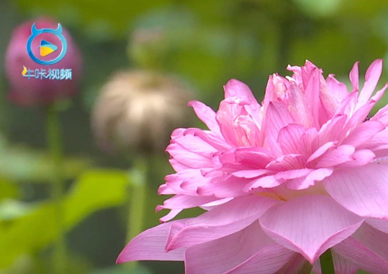 【南京广电&middot;牛咔视频】体验&ldquo;水下森林&rdquo; 中山植物园水生植物园开园迎客