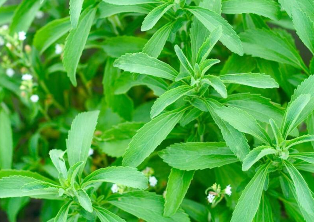 「获奖」江苏省科技进步奖（2018）