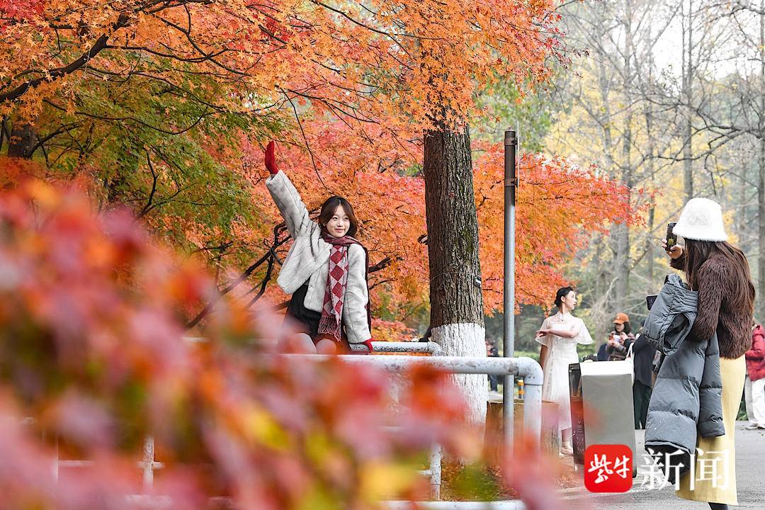 视频｜红枫、鸡爪槭红透、茶梅盛开！永盈彩票红枫岗进入绝美打卡时刻