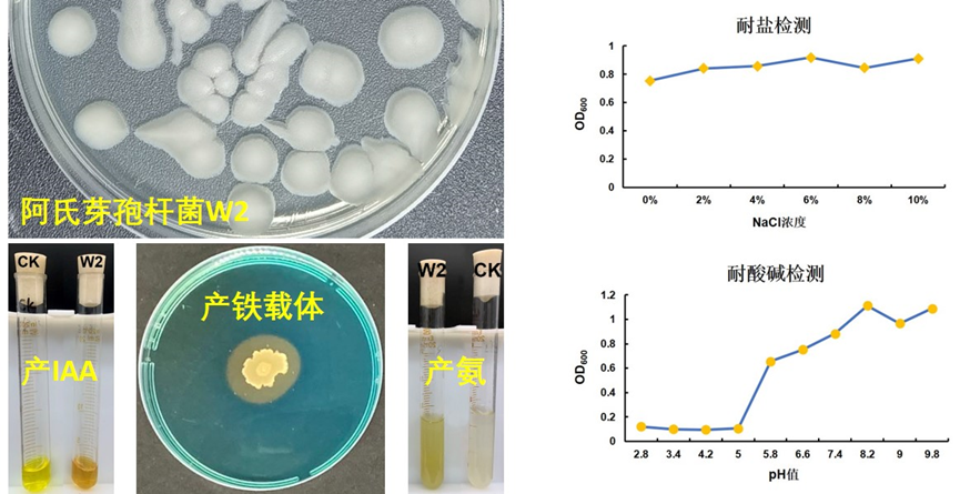 永盈彩票1个草坪草根际促生菌株专利成功授权并转让