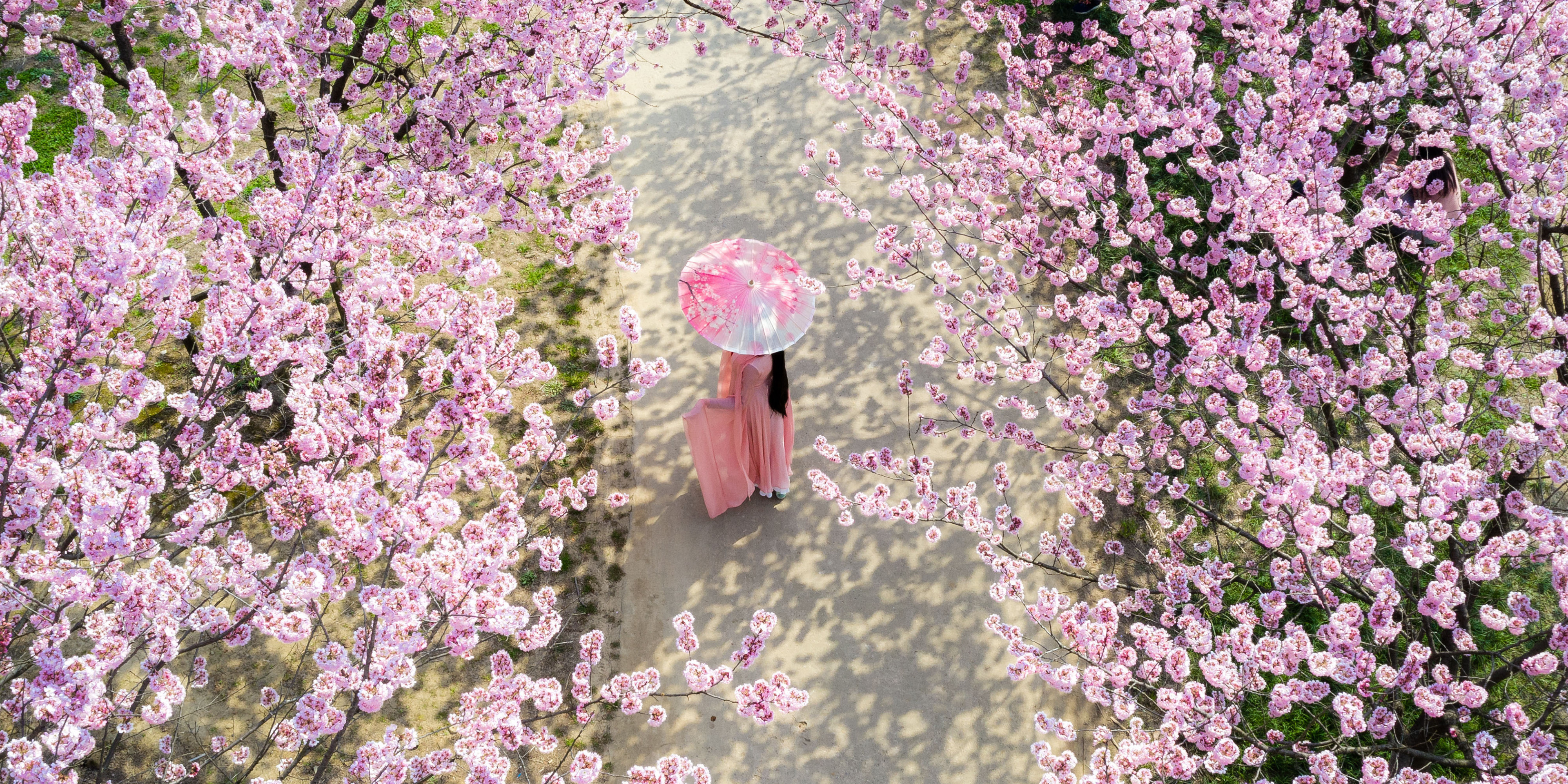 永盈彩票椿寒樱盛开！