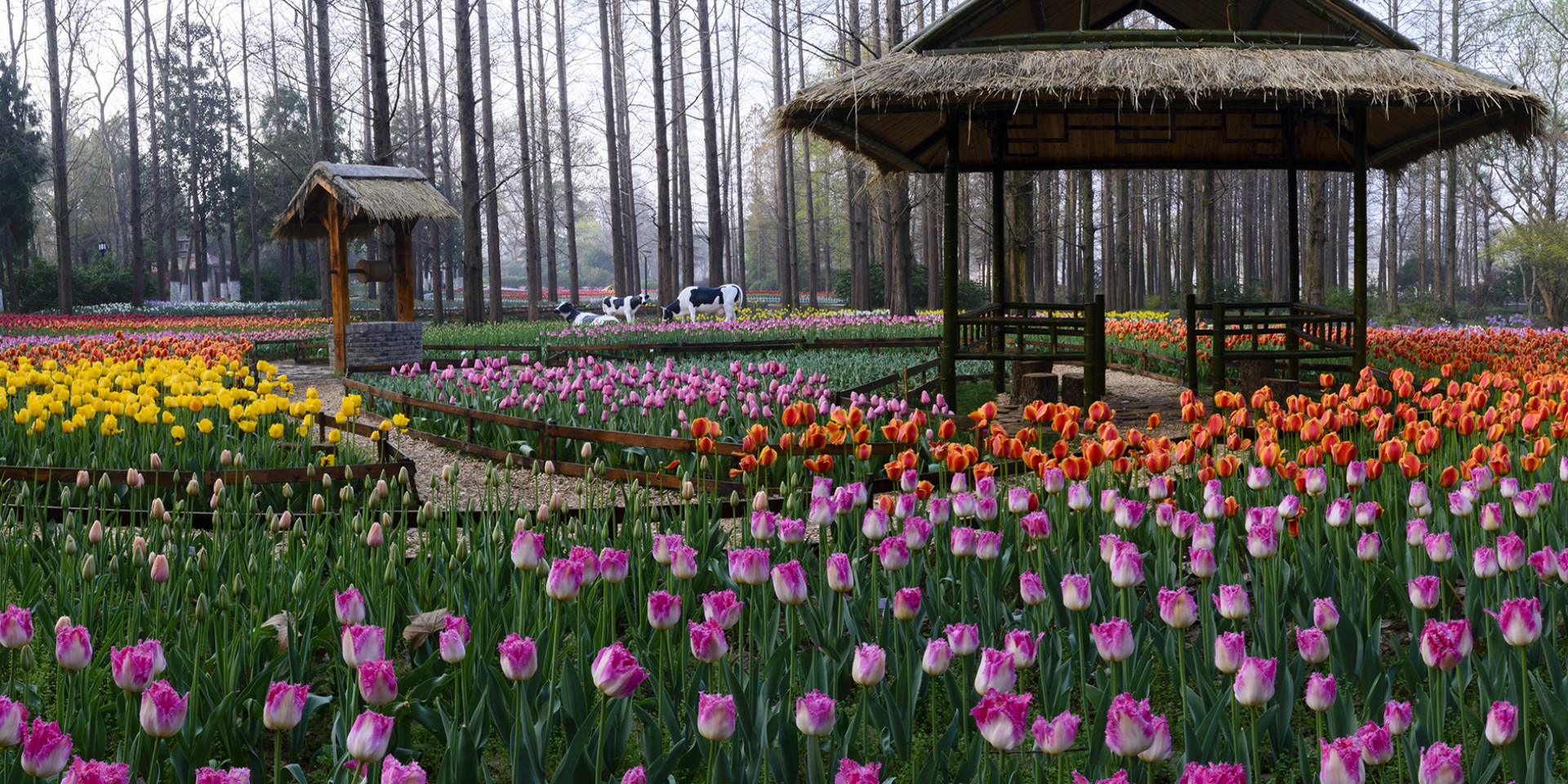 春色如许！永盈彩票郁金香盛开