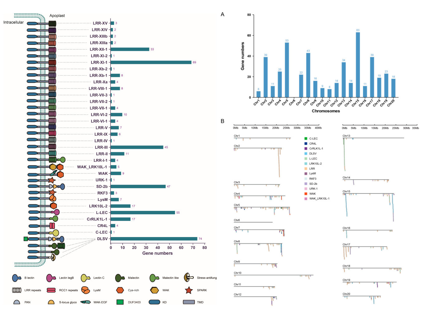 永盈彩票在参薯抗病基因演化研究方面取得重要进展