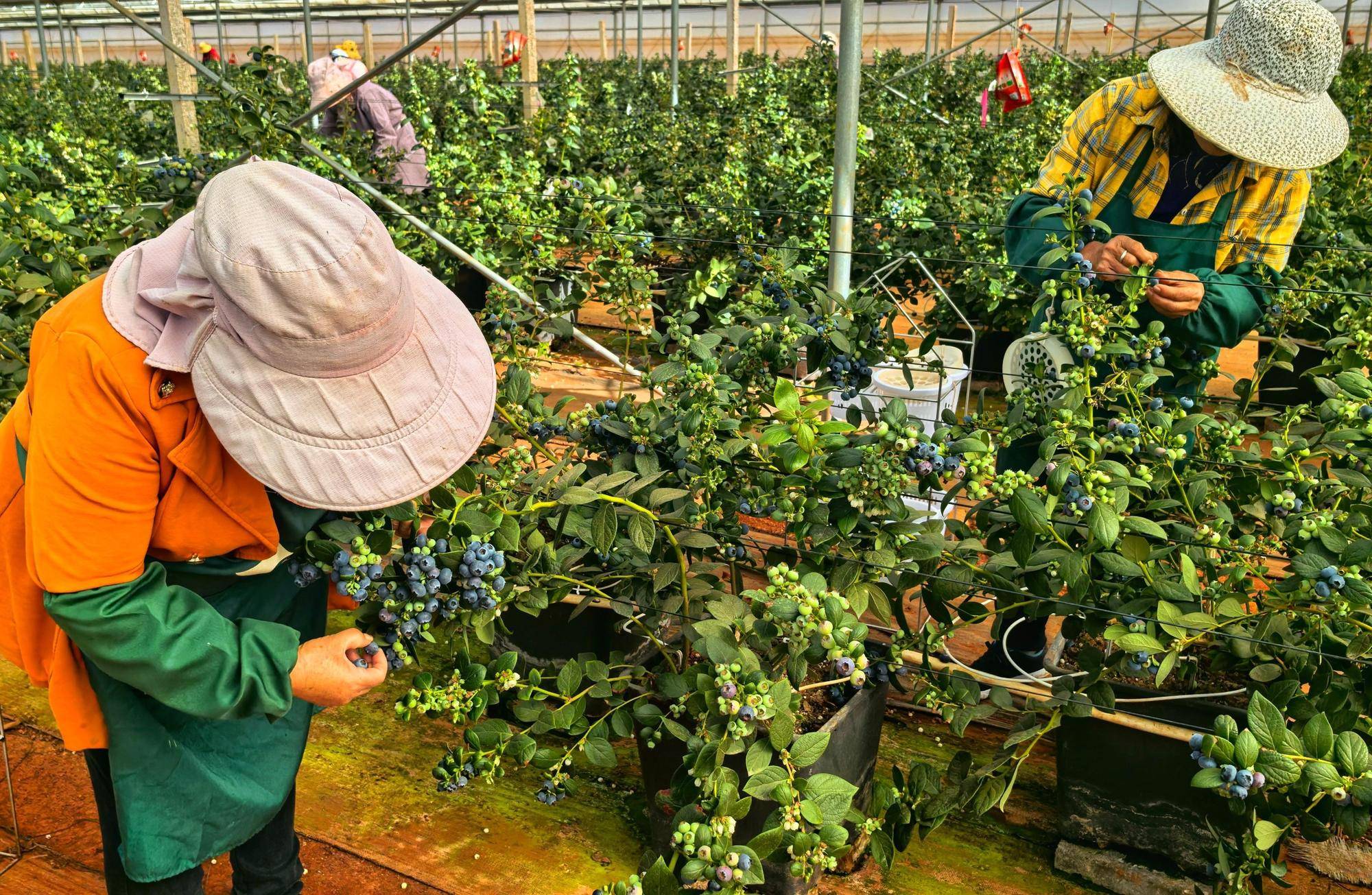 ​​​​​​​植物资源开发利用优势凸显，这座国家植物园候选园推广的蓝莓上新啦！