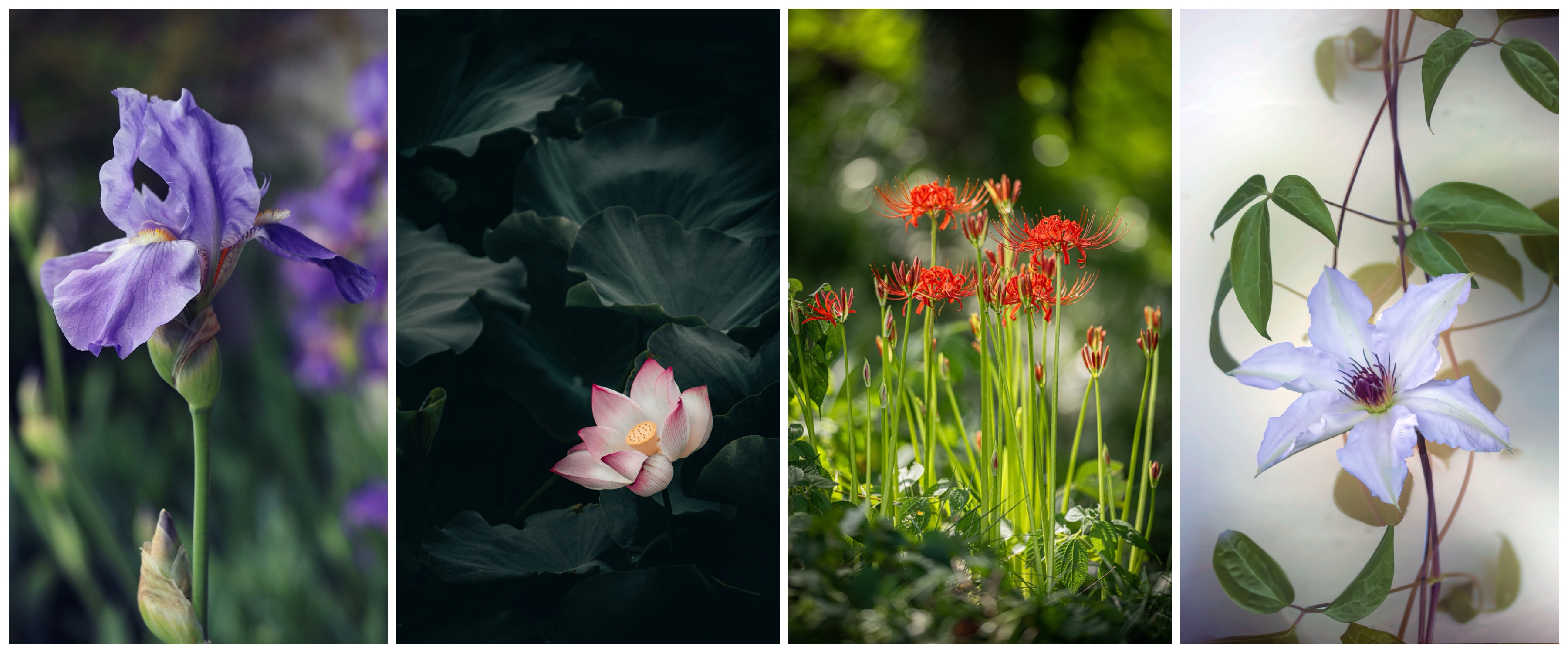 观赏植物研究中心