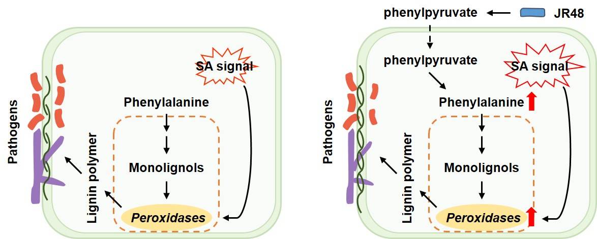 永盈彩票研究团队揭示苯丙氨酸代谢途径参与调控根际细菌诱导的植物抗性的新机制