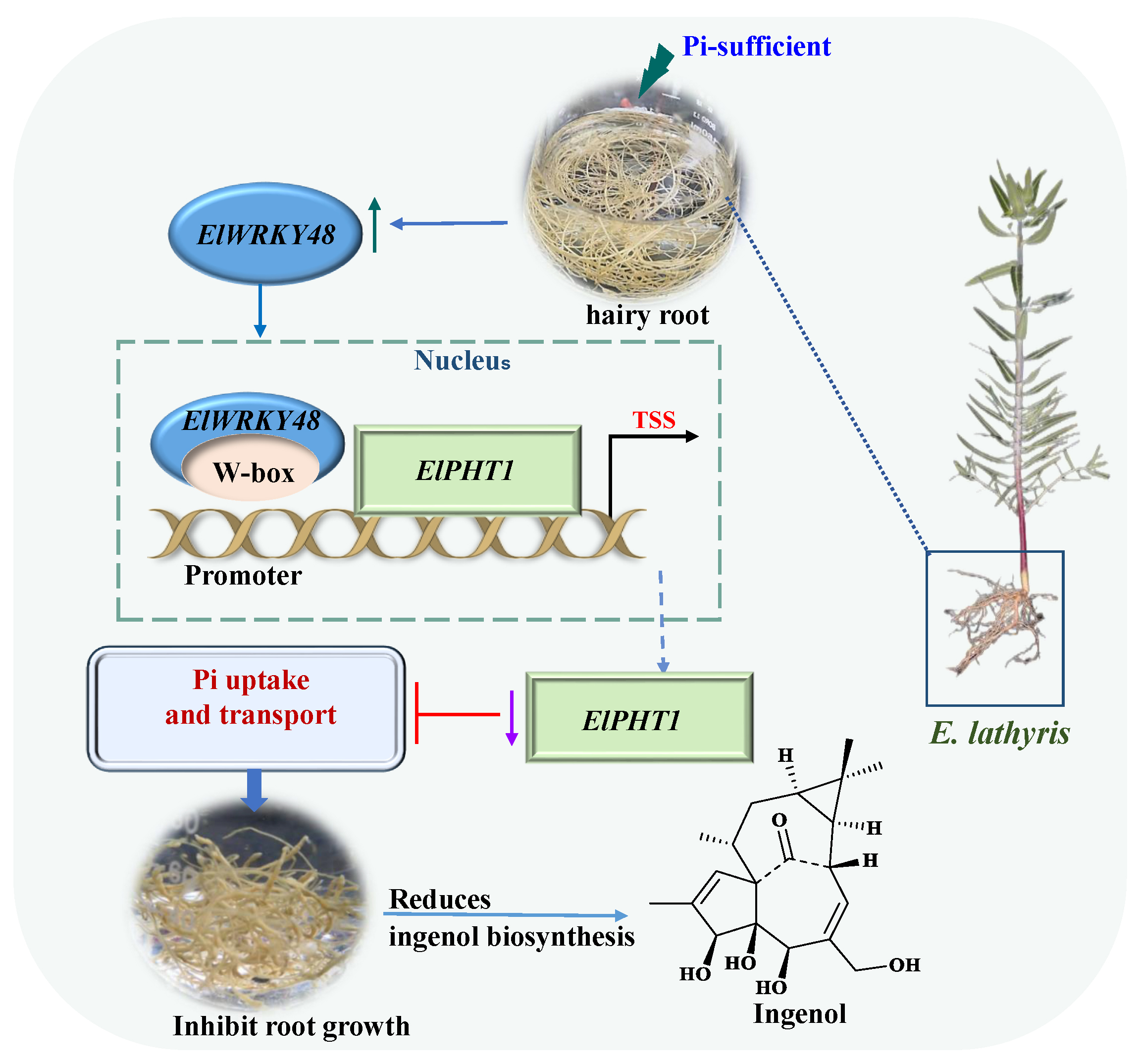 永盈彩票植物化学成分与生物合成项目组在WRKY转录因子调控续随子磷吸收和大环二萜生物合成方面取得新进展
