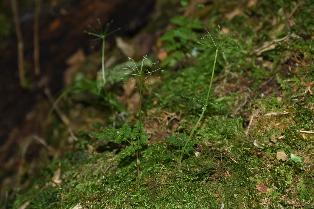 植物迁地保护中心在湖南发现新物种&mdash;&mdash;舜皇囊瓣芹