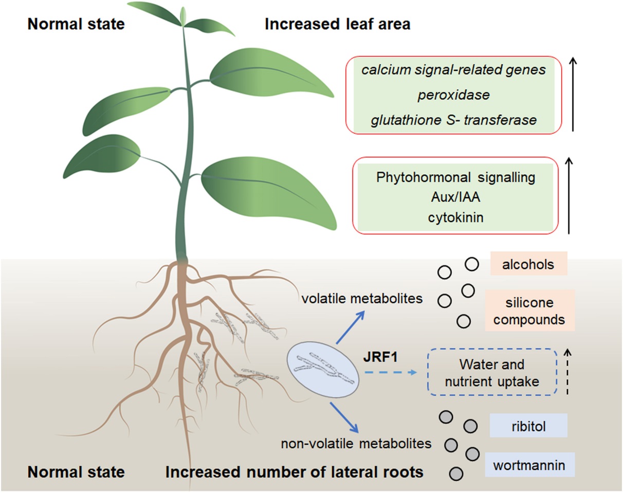 永盈彩票植物生态修复研究团队揭示内生真菌对植物的促生作用及机制