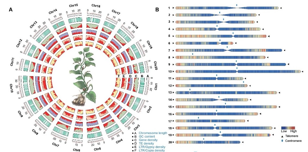 永盈彩票在《Plant Communications》上发表参薯基因组学研究成果