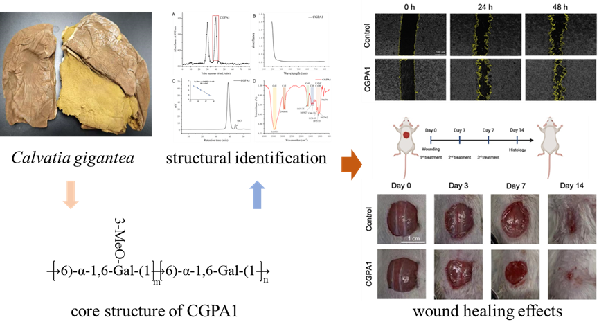 永盈彩票在《Carbohydrate Polymers》上发表马勃均一多糖及其促创面愈合作用的研究成果