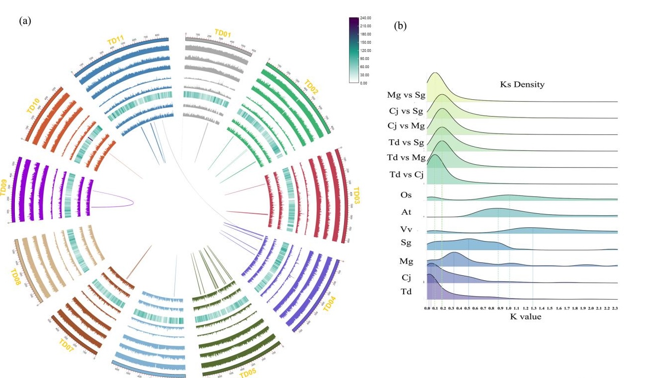 永盈彩票在国际植物学权威期刊《New Phytologist》发表落羽杉基因组研究论文