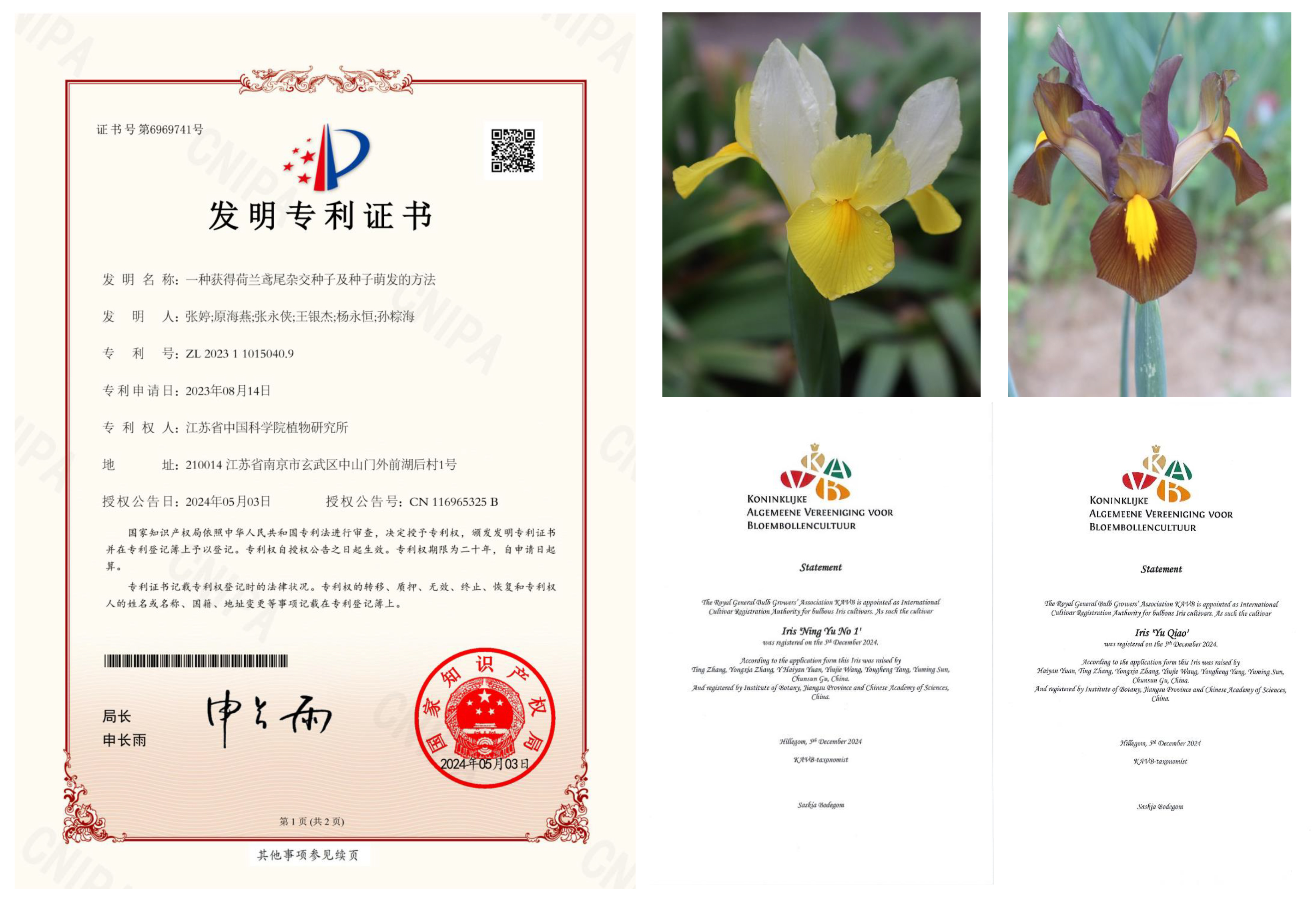 永盈彩票科研团队在荷兰鸢尾育种方面取得突破