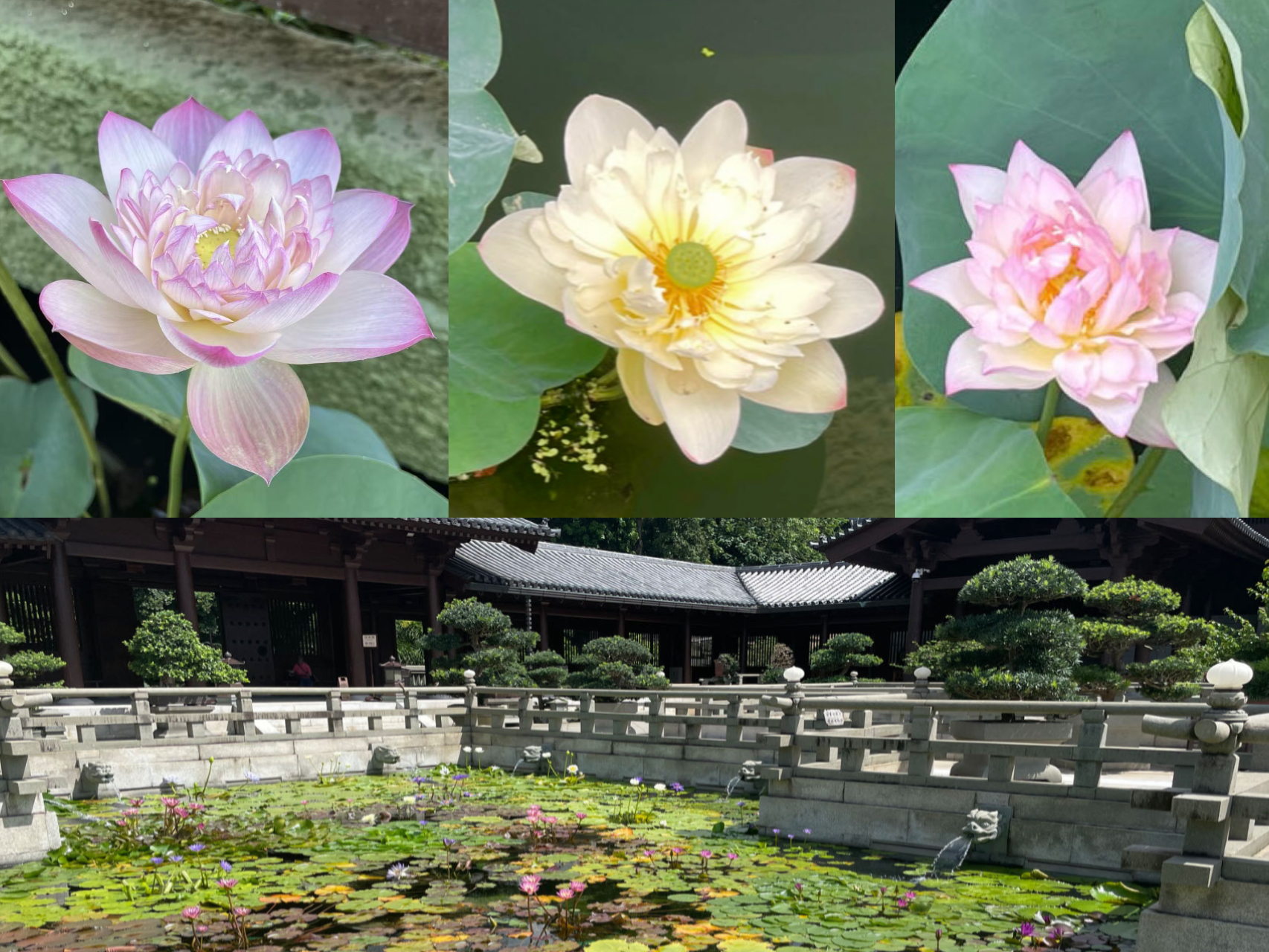 永盈彩票赠送香港的荷花新品种绽放