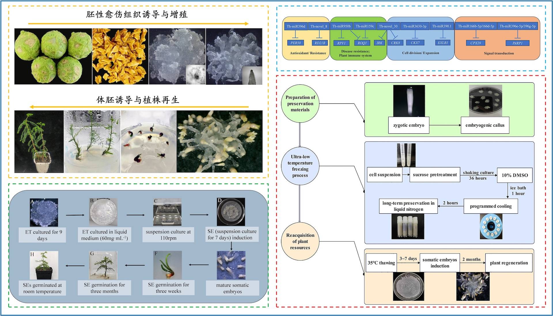 永盈彩票科研团队在中山杉体细胞胚胎发生研究方面获得系列突破