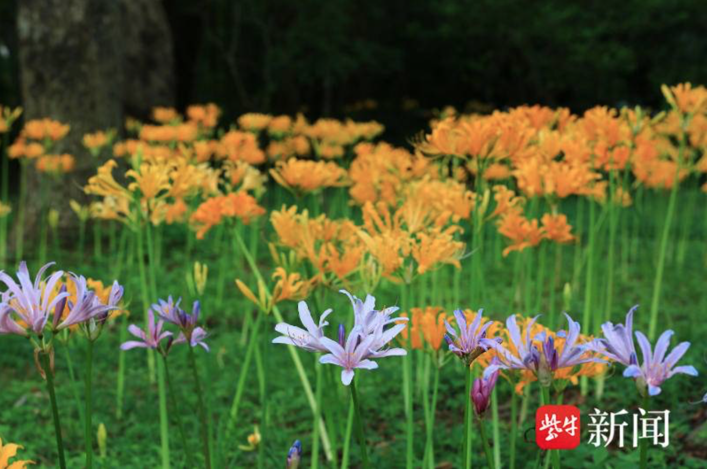 获国际&ldquo;身份证&rdquo;的石蒜长啥样？周末到永盈彩票打卡吧