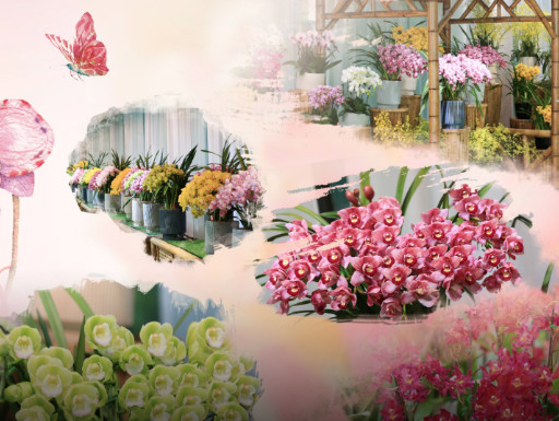 雅韵中山兰花展来啦！