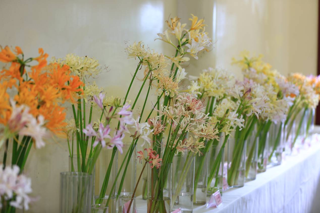 永盈彩票举办石蒜花艺科普展及主题活动