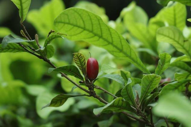 热带经济植物区