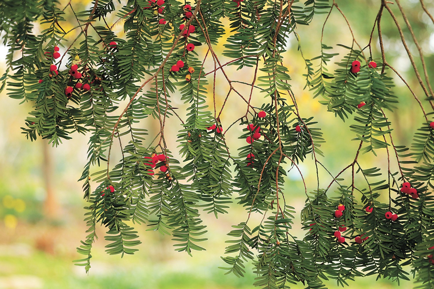 植物守护者 守护每一种植物