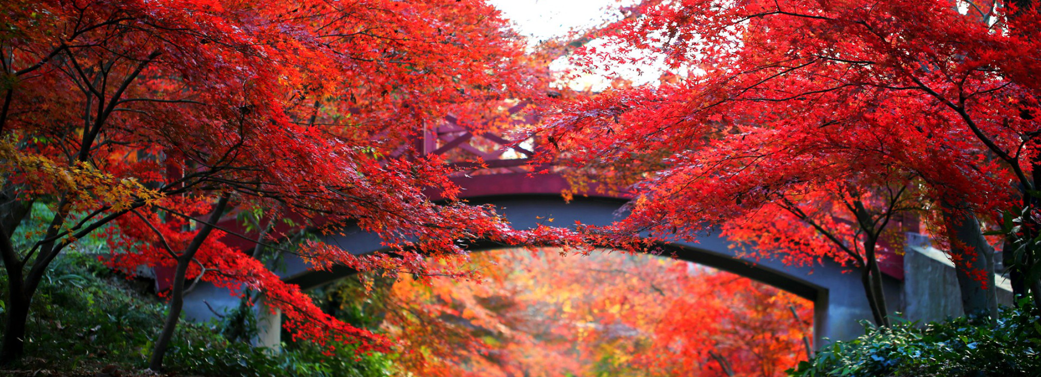 红枫岗迎来最佳观赏期
