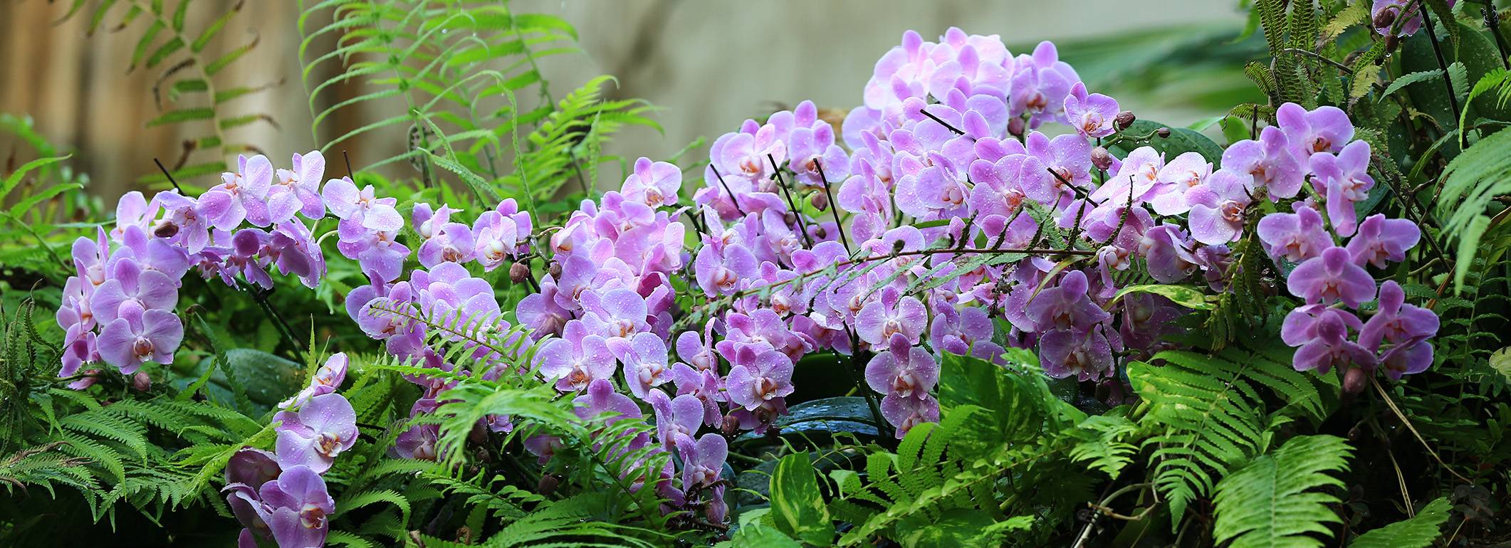 永盈彩票2026年兰花展来啦！