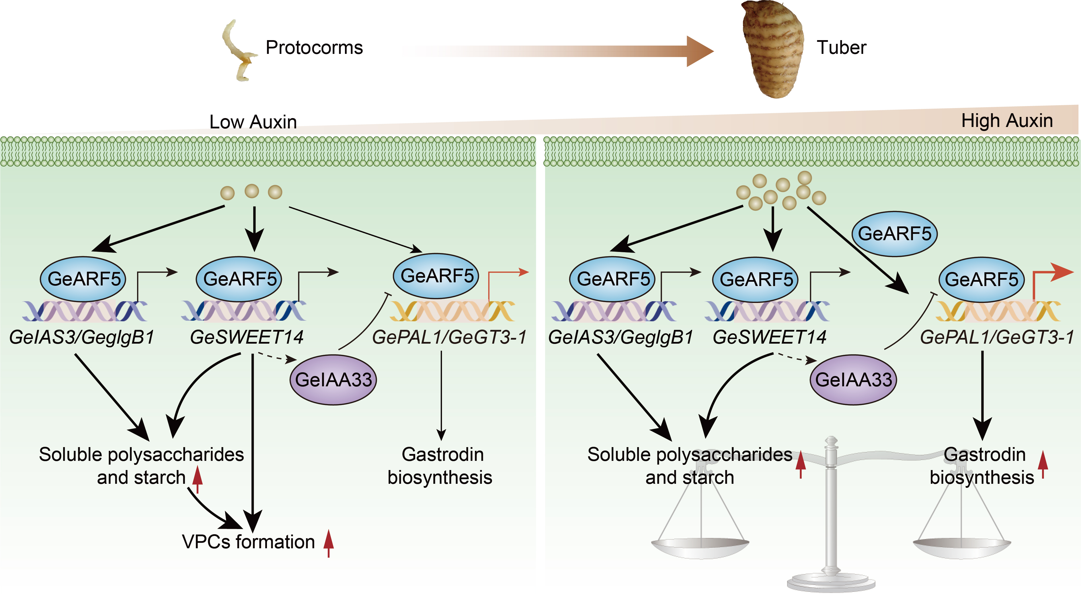 永盈彩票在《Journal of Integrative Plant Biology》发表天麻研究成果