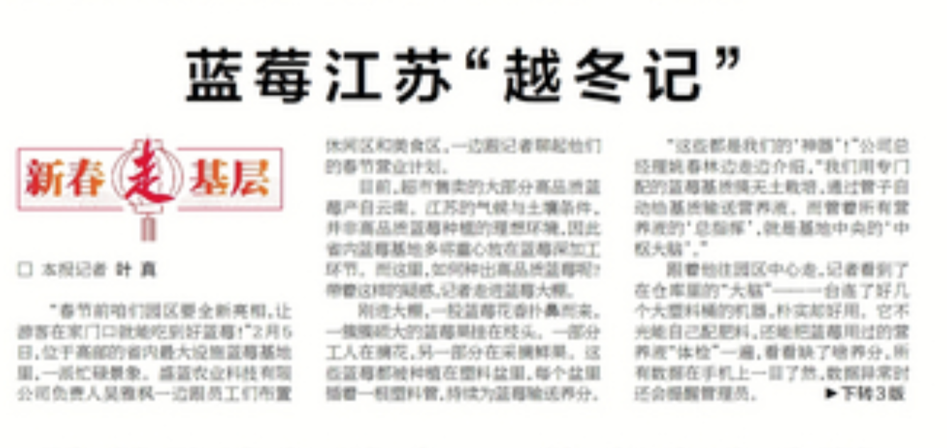 蓝莓江苏&ldquo;越冬记&rdquo;