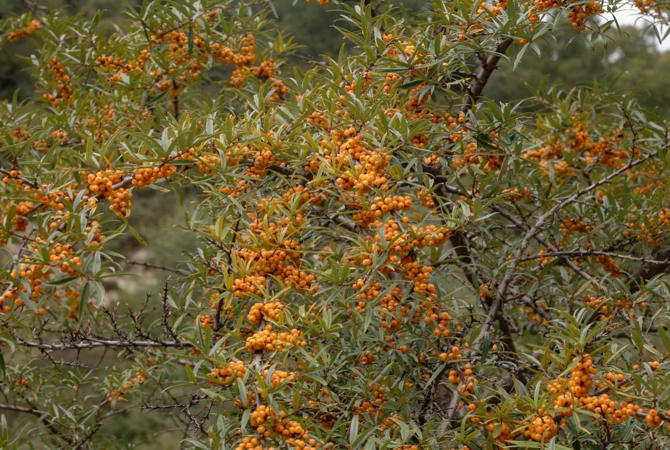 西宁市委、市政府致信感谢我所助力西宁沙棘产业高质量发展